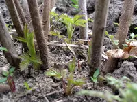 IMGP8565.webp