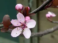 IMGP8568.JPG