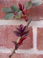 IMGP8573.webp
