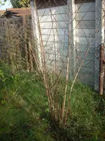 Blasenspiere Diabolo_April.webp