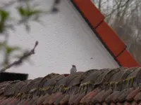 P1060814.webp