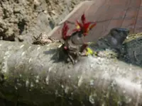 P1090993.webp P1090993.webp