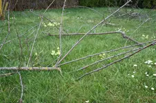 Schlüsselblumwiese 1.webp