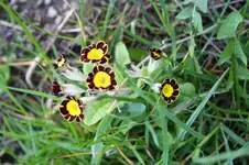 Schlüsselblumwiese 6.webp