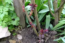 2016_04042016märz0125.webp
