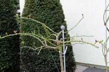 2016_04042016märz0081.webp