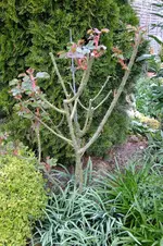 2016_04042016märz0090.webp