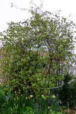2016_04042016märz0082.webp