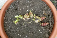 P1010276 blutbl.webp