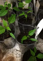 Paprika Nachzügler.webp