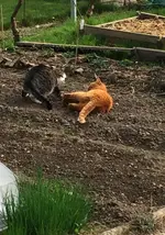 Cats1.jpg