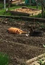 Cats3.webp