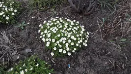 keine 012.webp