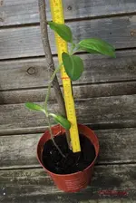 G_Riesen Sonnenblume 2016_0,33m__01.04.2016_mr.ditschy.webp