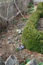Anemonen.webp