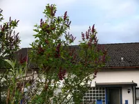 Flieder.webp