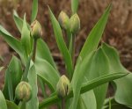 Tulpen_Knospen_bulbs_bald ist es soweit_900.JPG