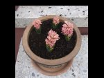 Hyacinthen Orange 06.04.16.jpg
