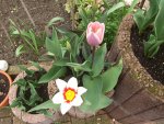Tulpenpflanzring 06.04.16.jpg
