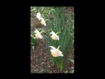 Narcissen 06.04.16.jpg