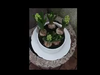 Hyacinthen Weiss 06.04.16.webp