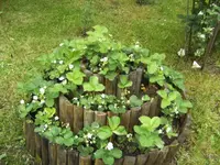 BILD4009.webp