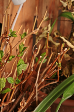 Bauernhortensie treibt aus_06042016_700.webp