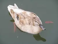 Bilda036.webp