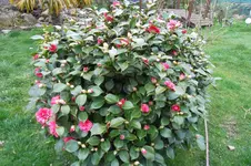 SAM_0902.webp