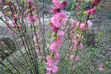 SAM_0901.webp