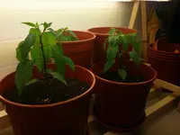 20160406_Tag56 (1).webp