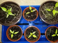 20160406_Tag56 (2).webp
