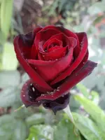 027 (3).webp