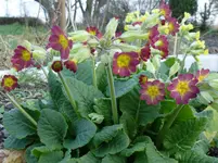 2016.04.06 selbstgezogene Primel.webp
