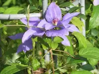 Bilda318.webp