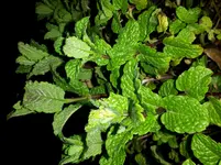 20160407_060538.webp