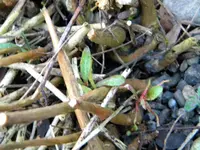 DSCN6270.webp