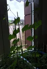 Luffa.webp
