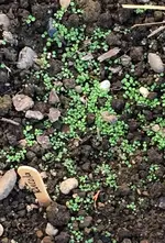 Rucola.webp