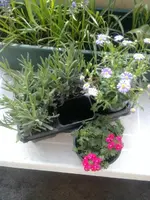 Lavendel.webp