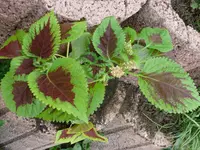 Buntnessel.webp