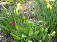 008.webp