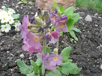002.webp