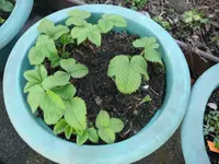 Erdbeeren im Parkplatzbeet.webp