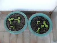 Kopfsalat Balkon.webp