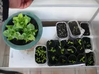 Kopfsalat Frühbeet.webp