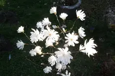 SAM_0907.webp