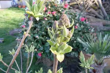 SAM_0910.webp