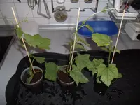 2016-04-04 Luffa.webp