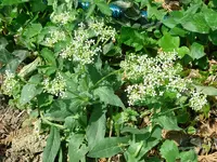 x Kresse.webp